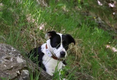 GPS Weenecht pour chiens