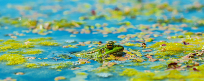 Algen in je vijver herkennen en aanpakken
