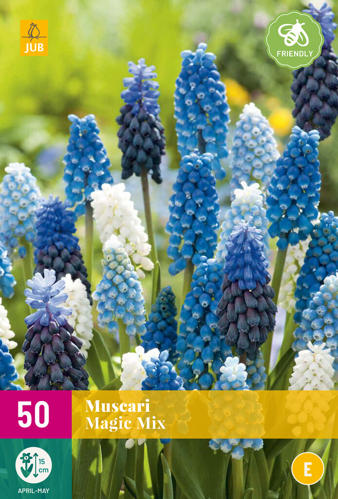 X50 Muscari Magic Mix