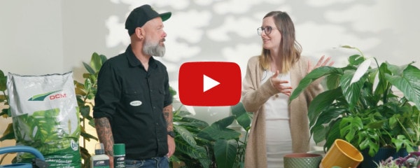 CommentFaire : Choisir et prendre soin de plantes d’intérieur