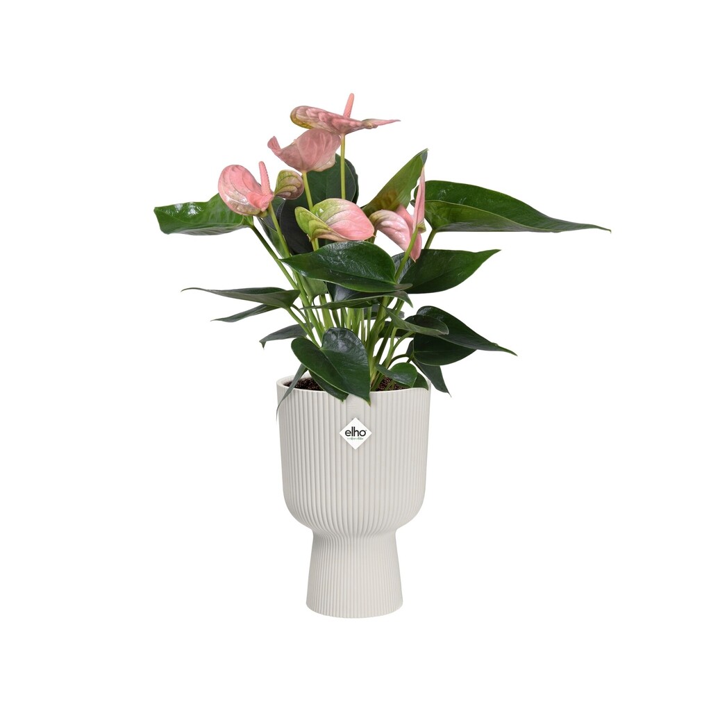 Vibes Fold Coupe 14cm zijdewit Vibes Fold Coupe 14cm zijdewit