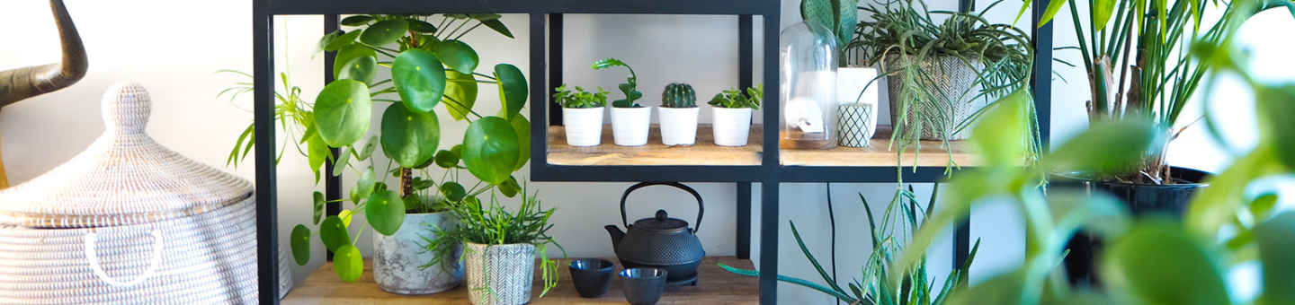 Plantes Plantes