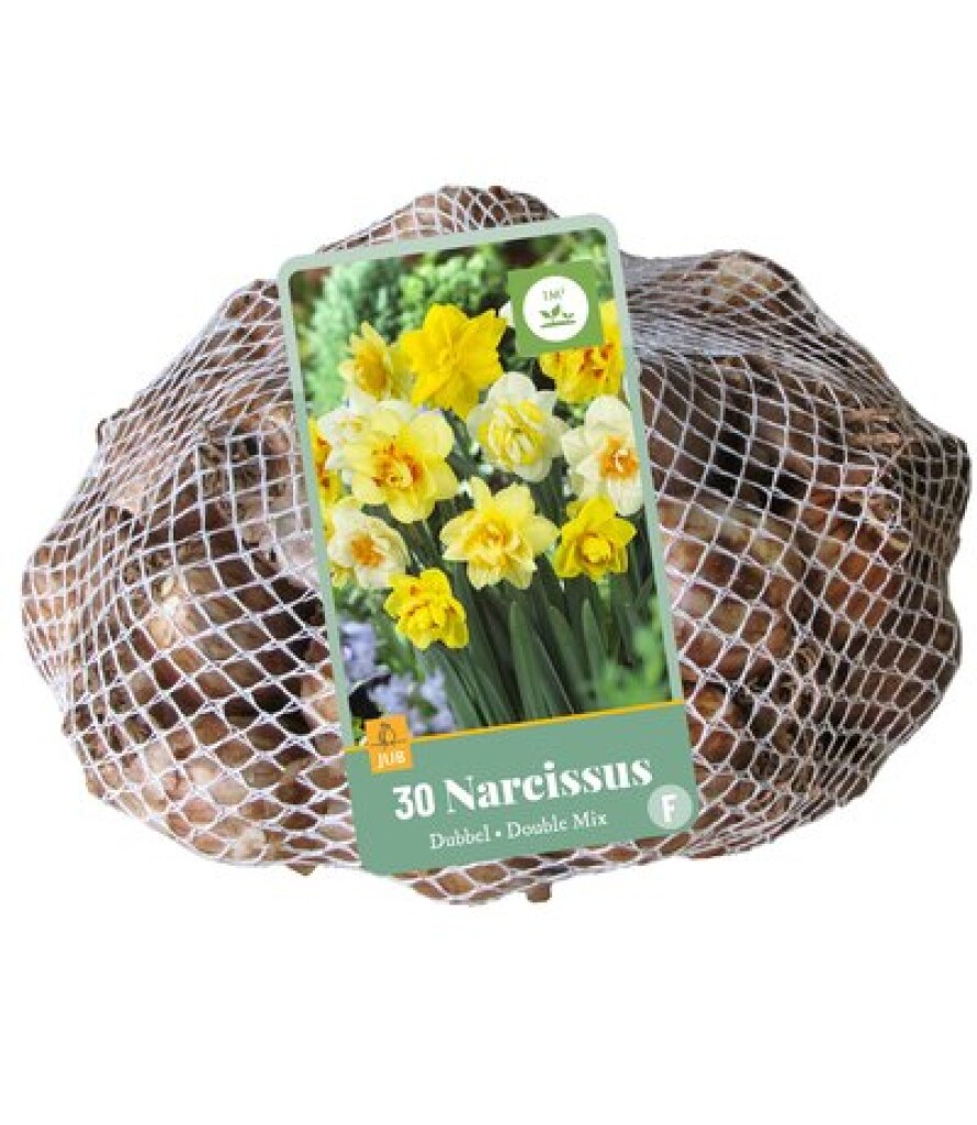 X 30 Narcissus Double Mix 10/12