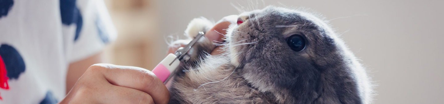 Nagels knippen van konijn Nagels knippen van konijn
