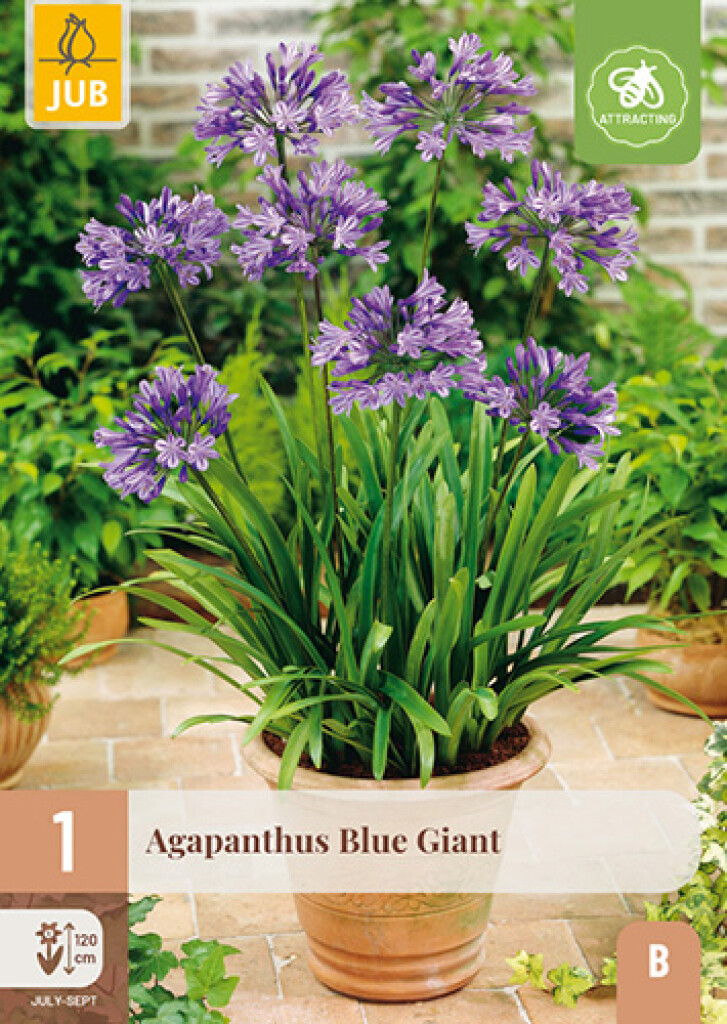 X1 Agapanthus Blue Giant