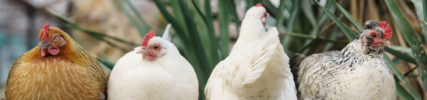 Les types de poules Les types de poules
