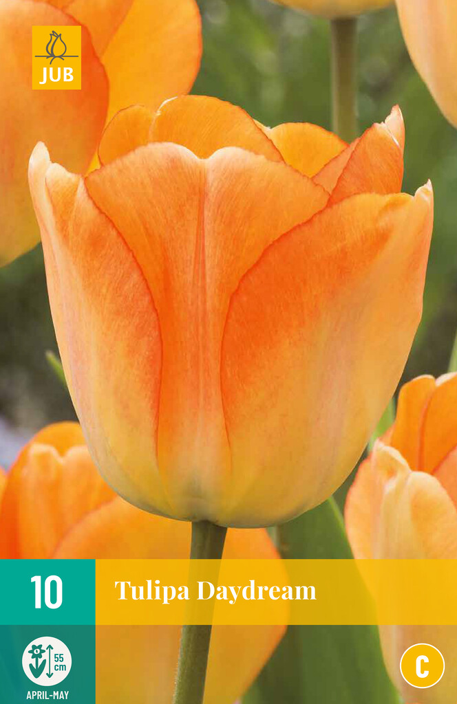 X10 Tulipa Daydream
