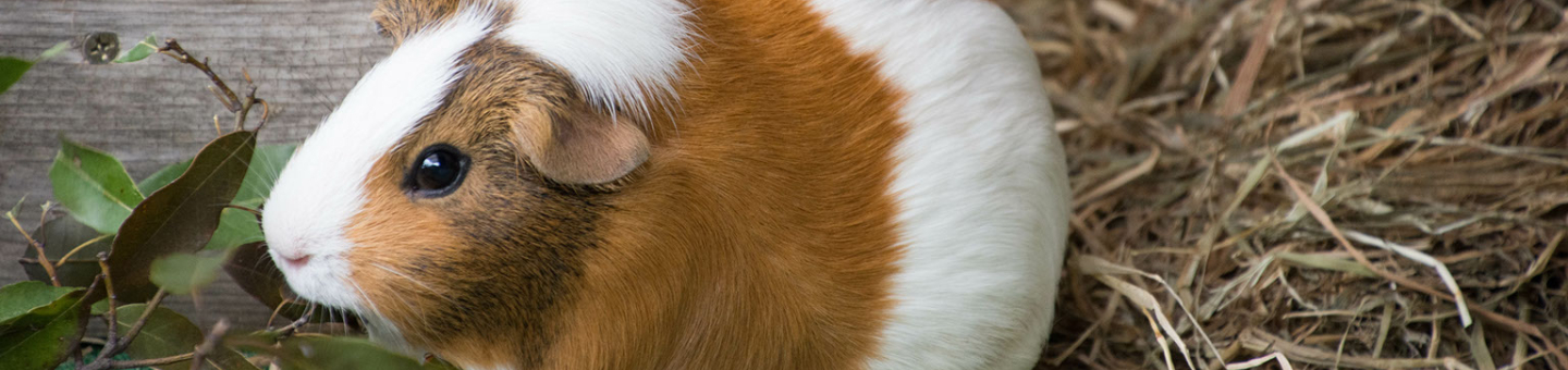 Verzorgingtips cavia's Verzorgingtips cavia's