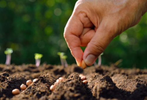 vaardigheid vloeistof slachtoffer Moestuin