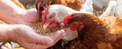 Kippenvoeding
