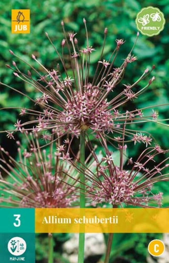 X 3 Allium Schubertii 10/12