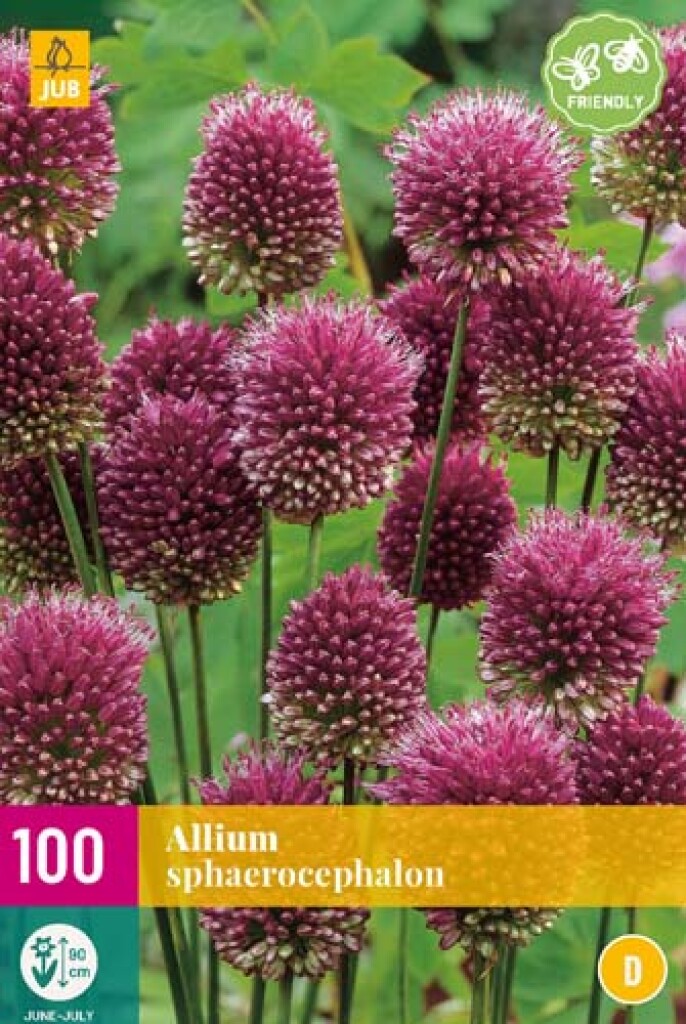 X 100 Allium sphaerocephalon