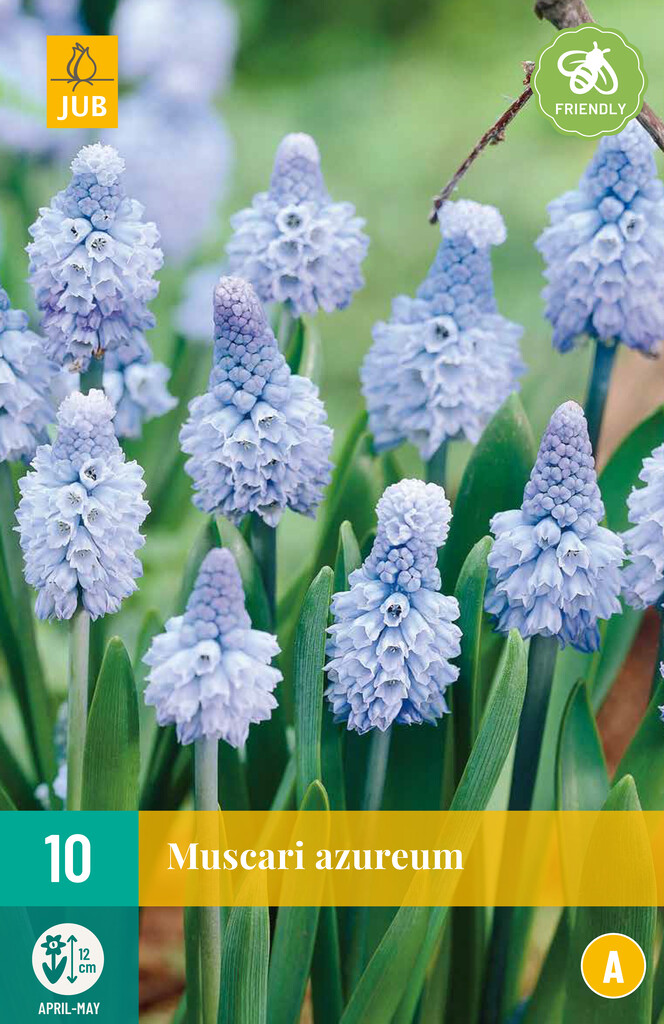 X 10 Muscari azureum