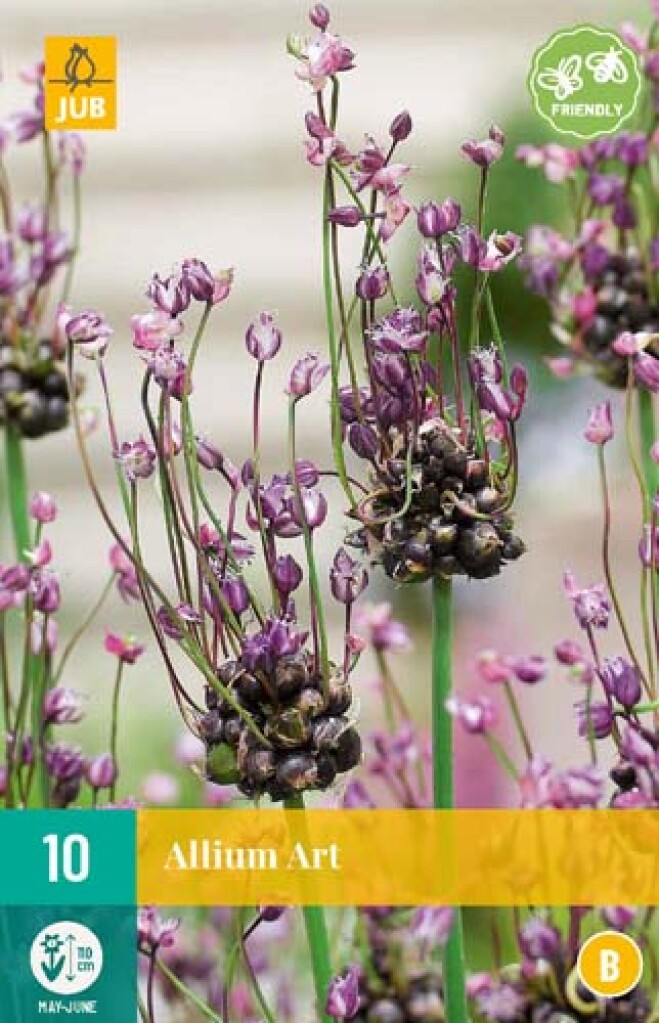 X 10 Allium Art 5/+