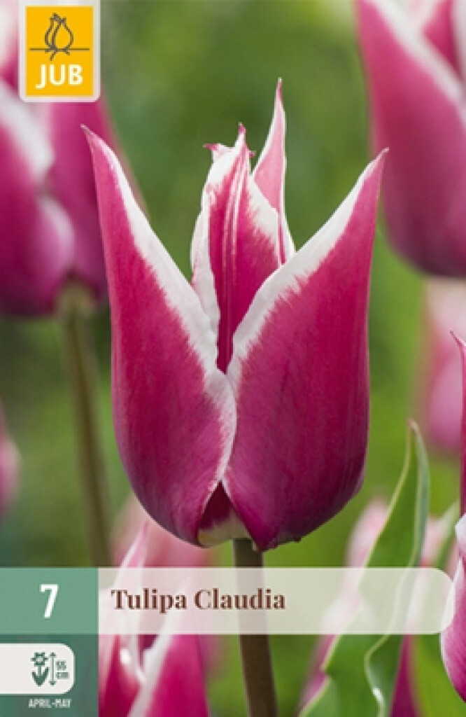 X7 Tulipa Claudia