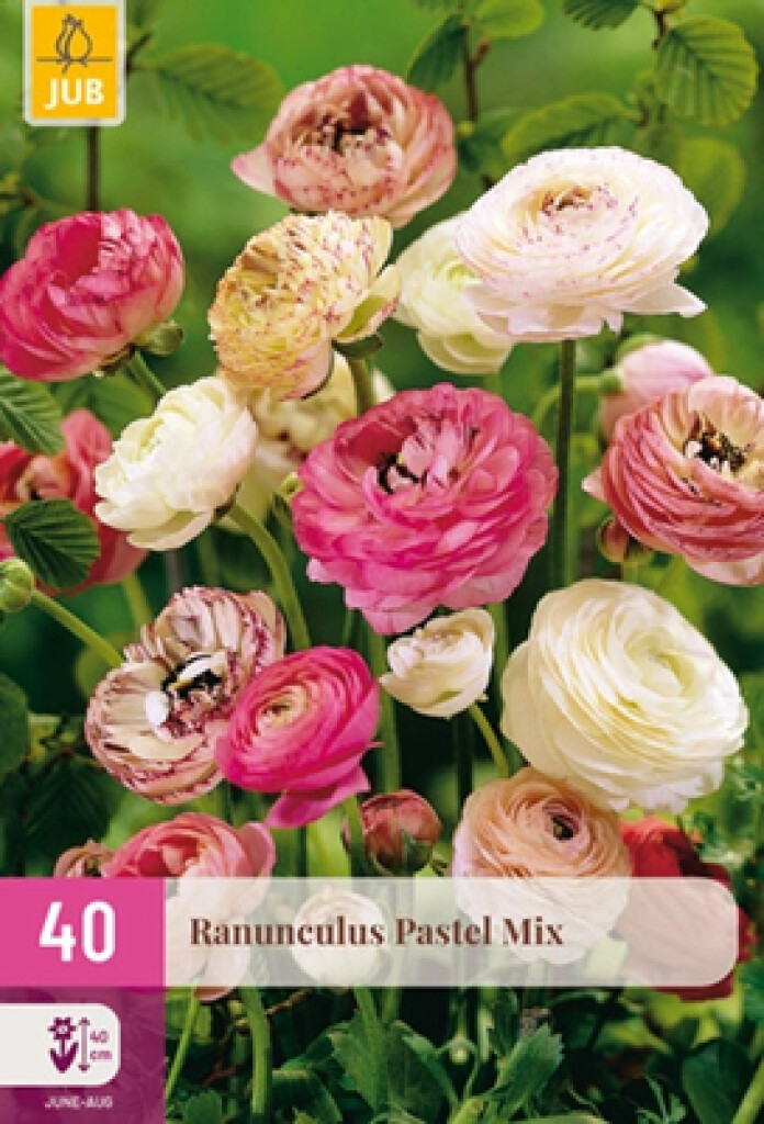 X40 Ranunculus Pastel Mix Nj
