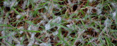  Sneeuwschimmel in je gazon bestrijden