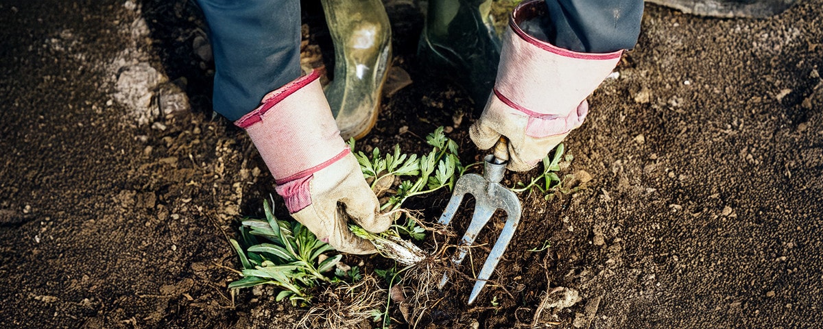 Que faire dans le jardin : août