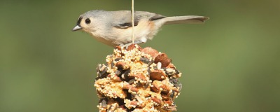 Pommes de pin pour nourrir les oiseaux du jardin Pommes de pin pour nourrir les oiseaux du jardin