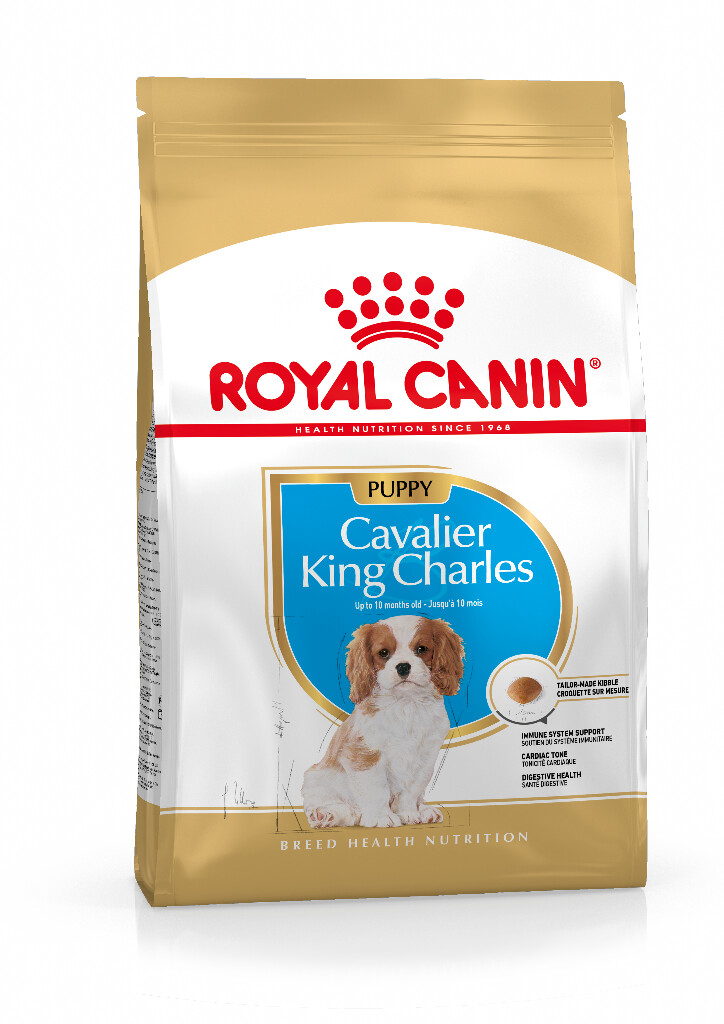 BHN Cavalier King Charles Puppy 1,5kg