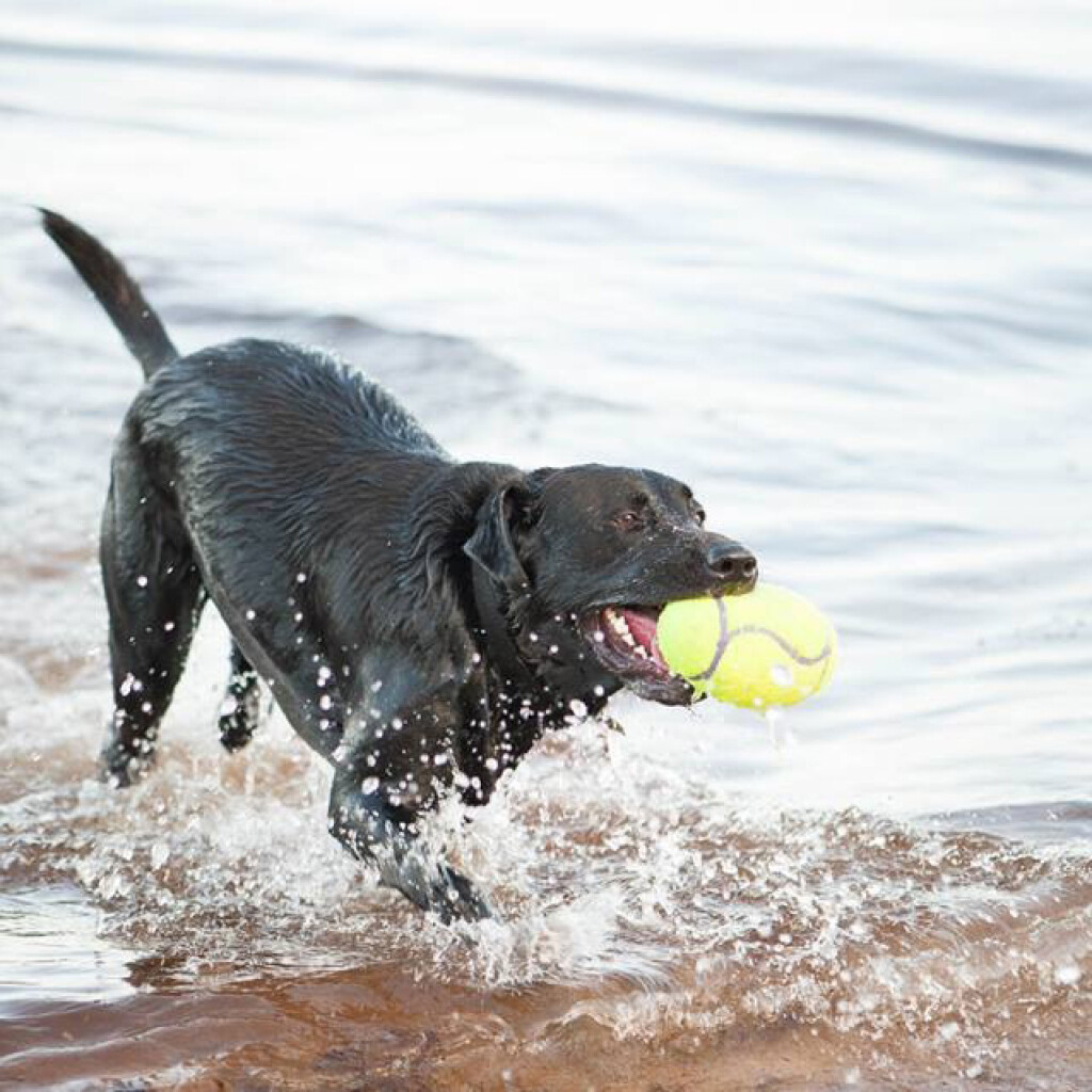Air Dog American Football Geel