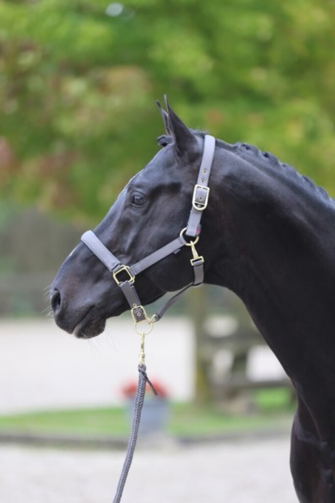 Licol Classy cob gris Licol Classy poney gris