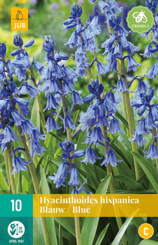 X 10 Hyacinthoides hisp. Blauw