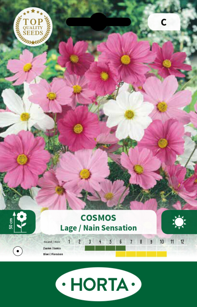 Cosmos Sensation nain varié