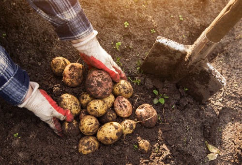 La plantation, le buttage et la fertilisation de pommes de terre au potager  - DCM