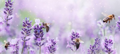 Doe de test: hoe goed scoort je tuin op de bijentest? Doe de test: hoe goed scoort je tuin op de bijentest?