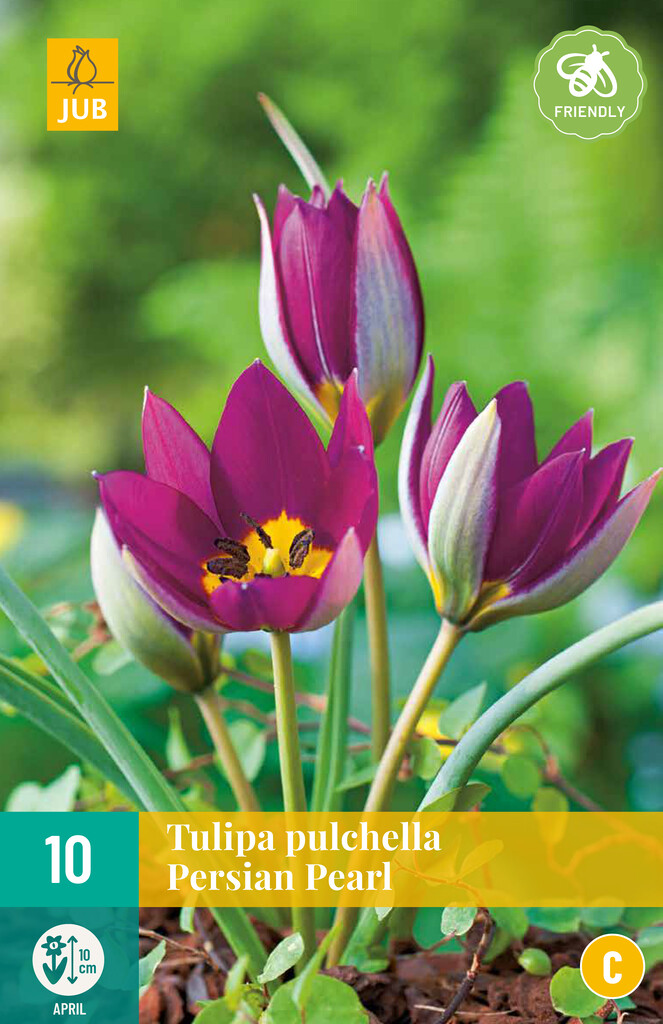 X 10 Tulipa pulch. Persian Pearl
