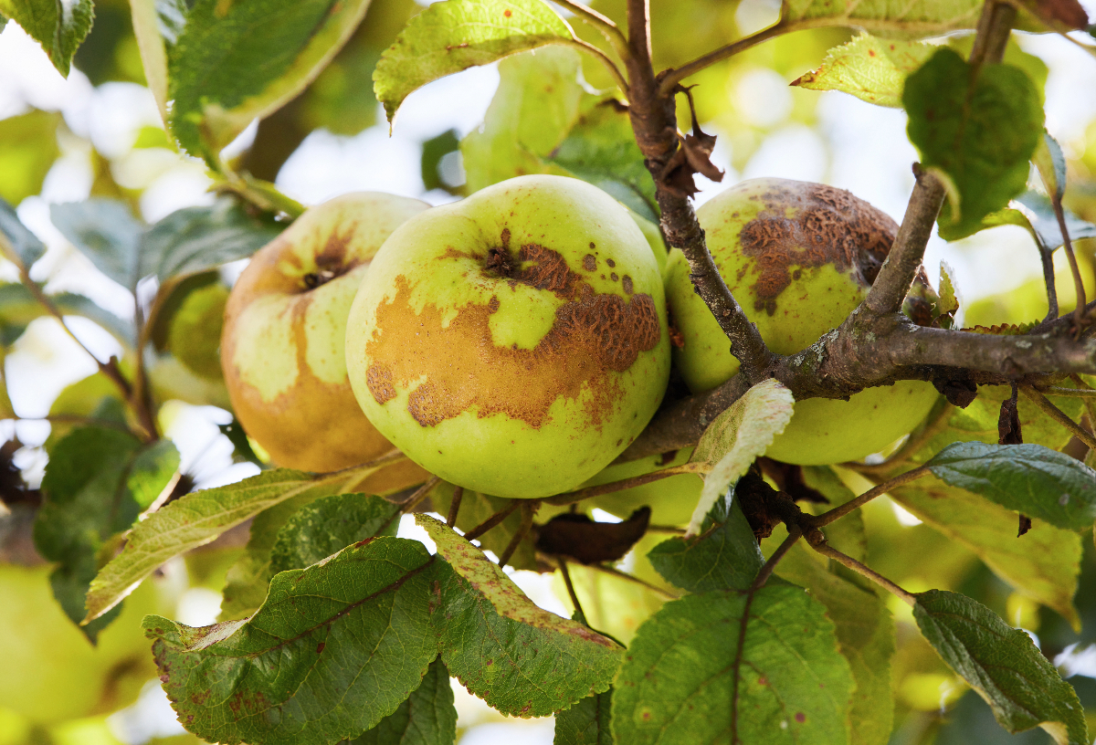 ziekten-en-plagen-bij-fruitbomen-horta-tuin-dier