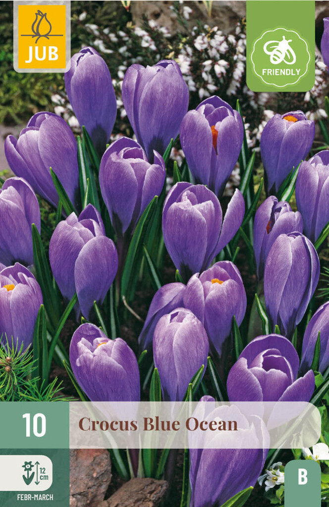X10 Crocus Blue Ocean 8/9