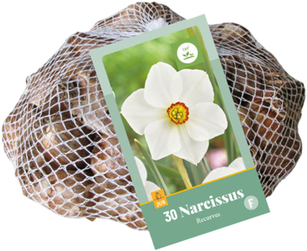 X 30 Narcissus Recurvus 10/12