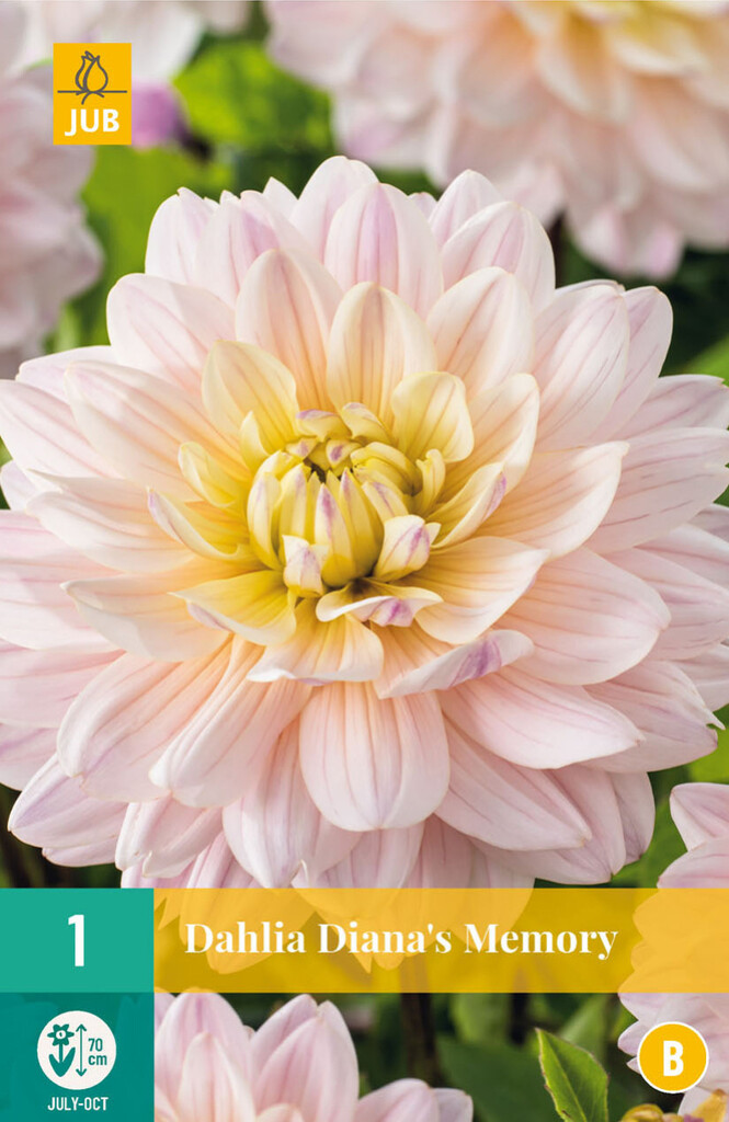 X 1 Dahlia Diana's Memory