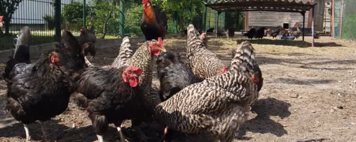 Kippen houden: dit moet je weten