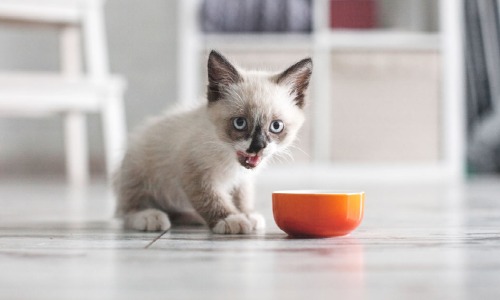 Kittenvoeding