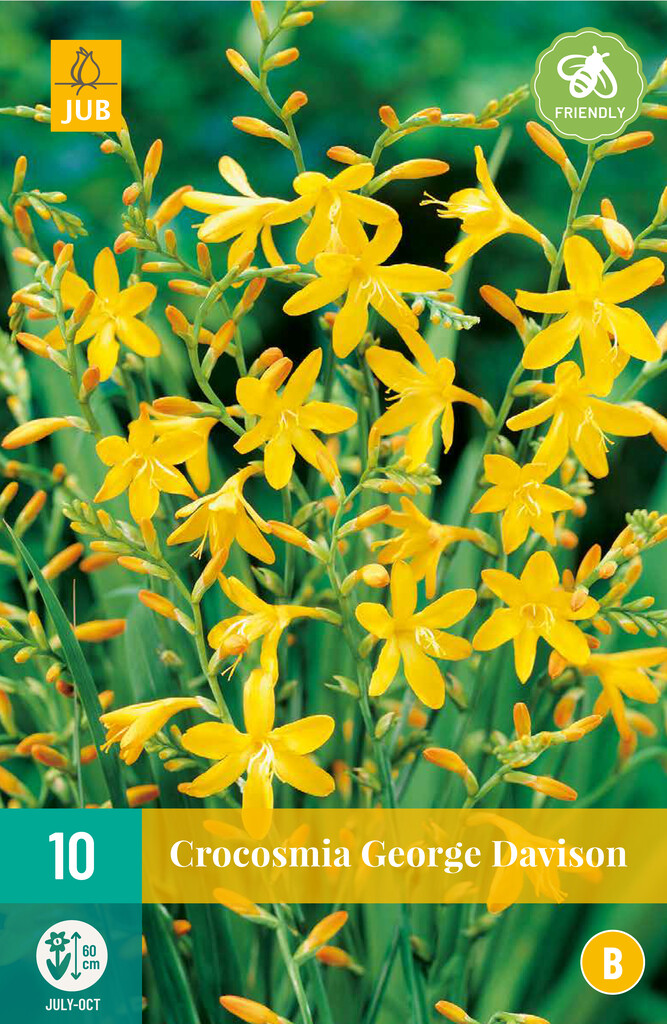 X10 Crocosmia George Davison