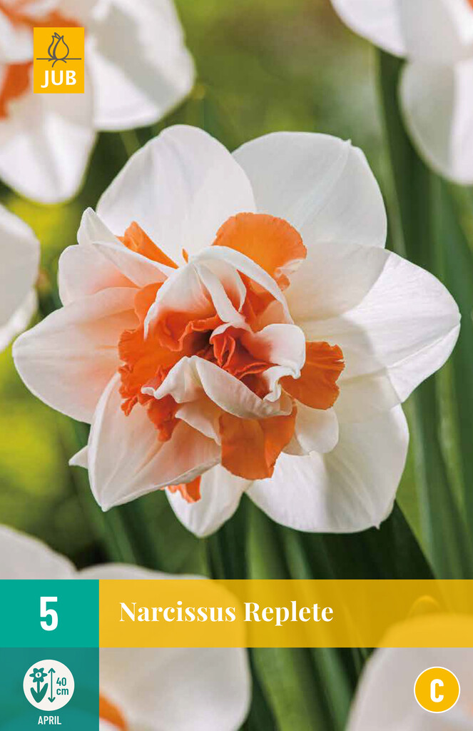 X5 Narcissus Replete