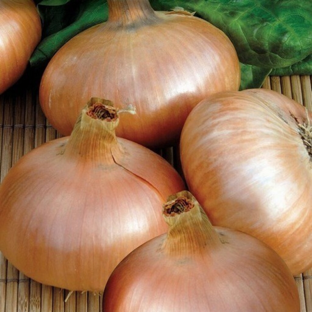 Ajuin Geel vertus 14/21 500g Ajuin Geel vertus 14/21 500g