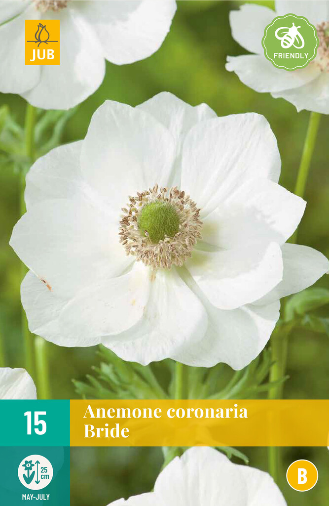 X15 Anemone Coronaria Bride