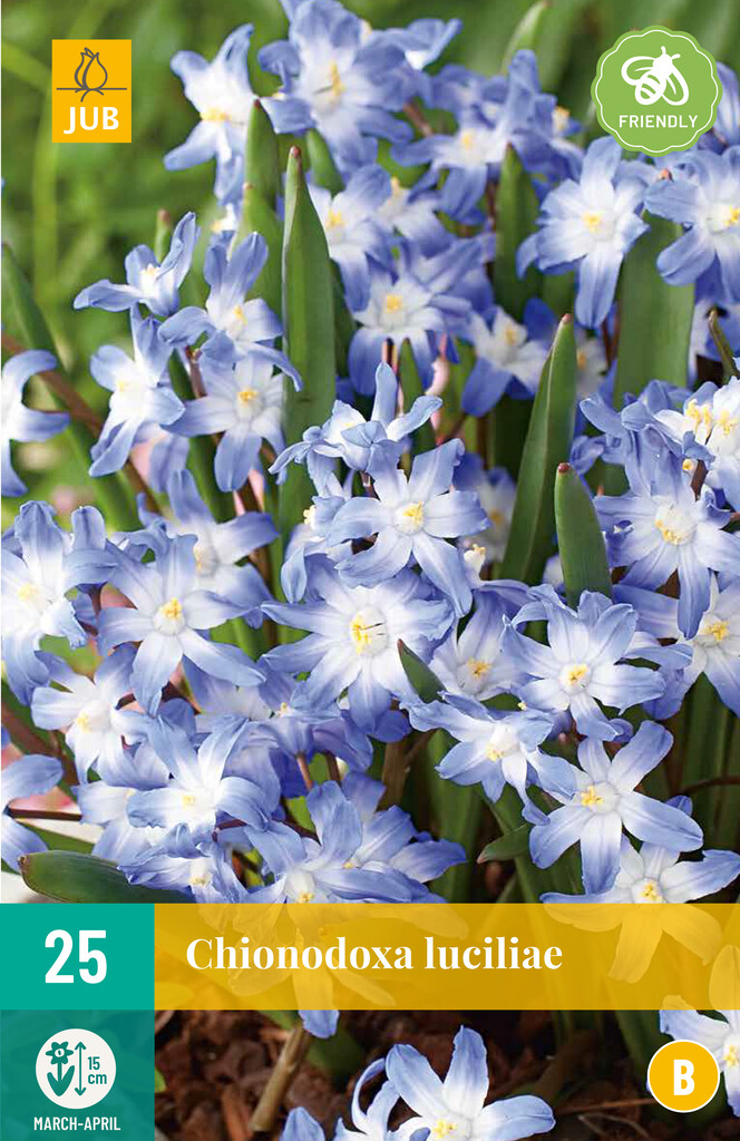 X 25 Chionodoxa luciliae (gigantea)