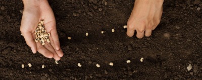 Zaden in de moestuin