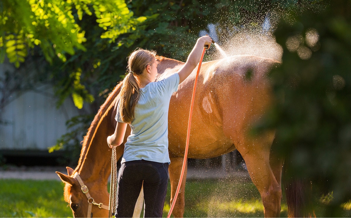 paard sproeien