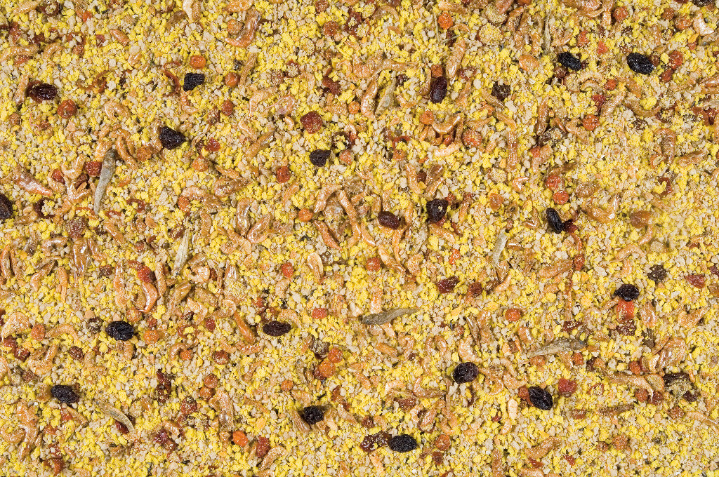 Pâtée aux oeufs sèche grandes perruches & perroquets 4kg