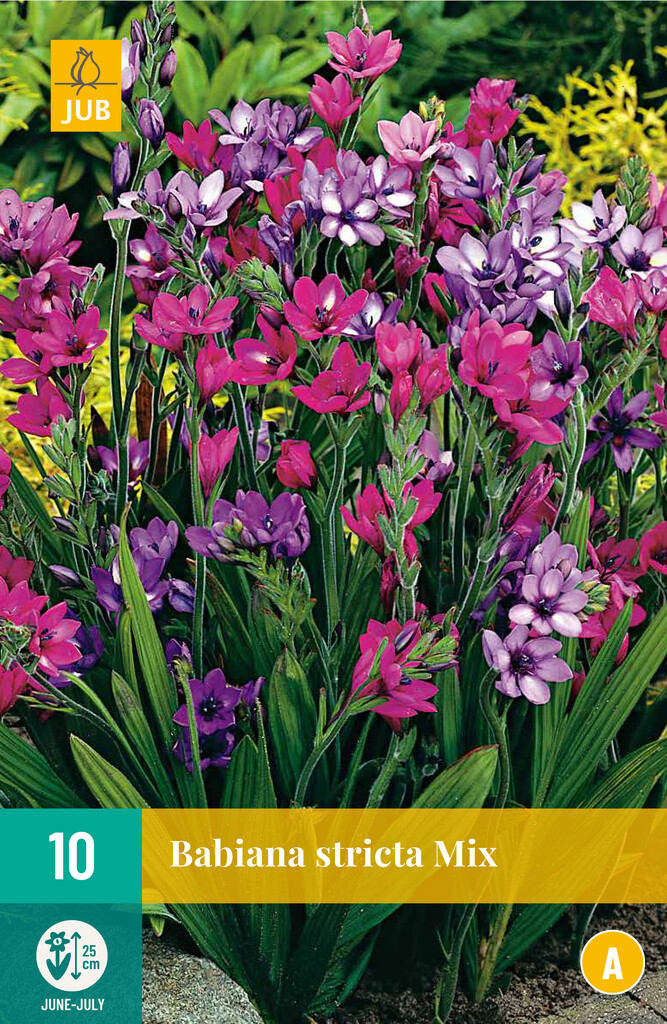 X10 Babiana Stricta Mix