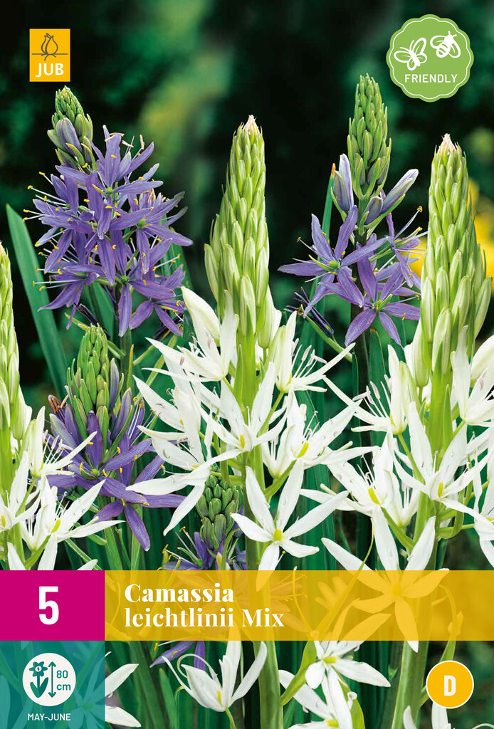 X 5 Camassia leichtlinii Mix