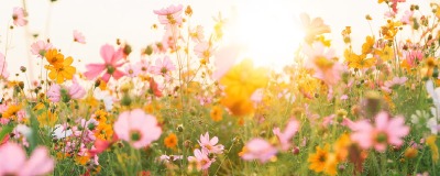 Van een kaal stukje grond naar een prachtige bloemenzee Van een kaal stukje grond naar een prachtige bloemenzee