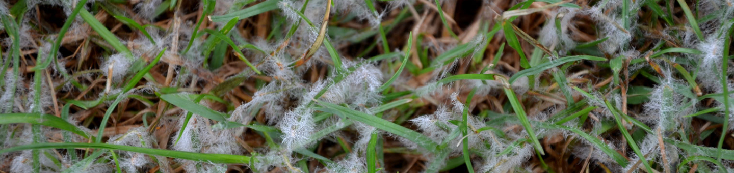 Combattre la fusariose dans votre gazon
