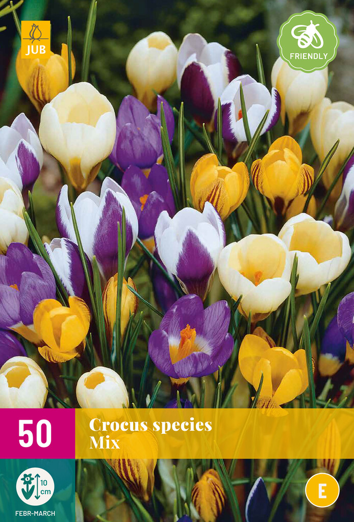 X 50 Crocus species Mix